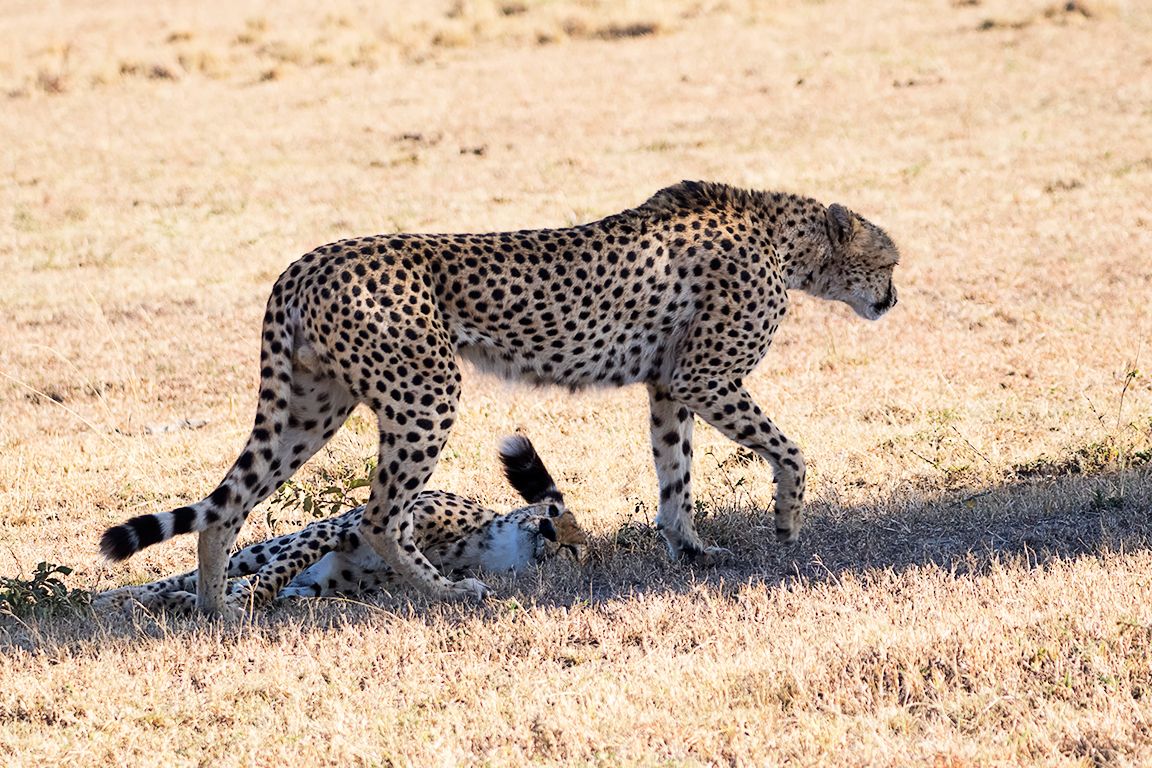 Guepardos