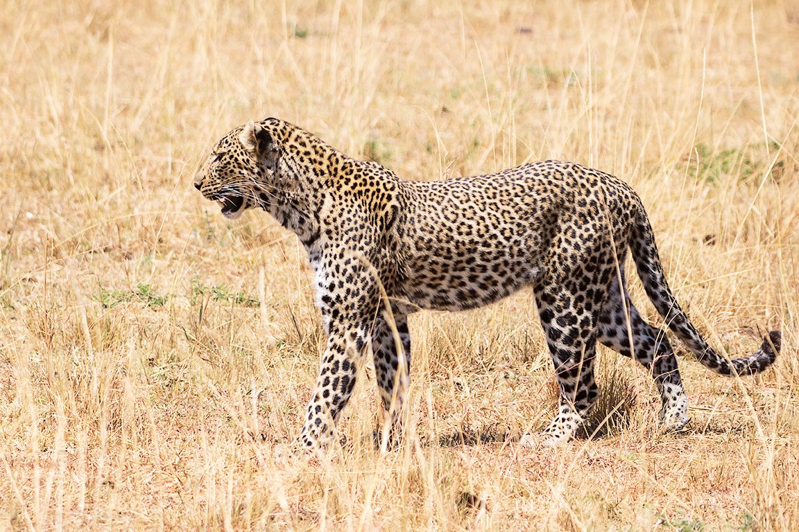 Leopardo
