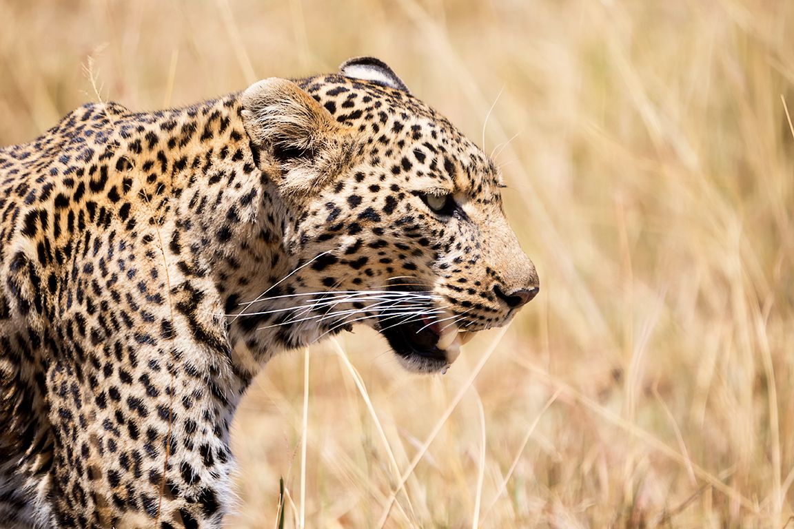 Leopardo