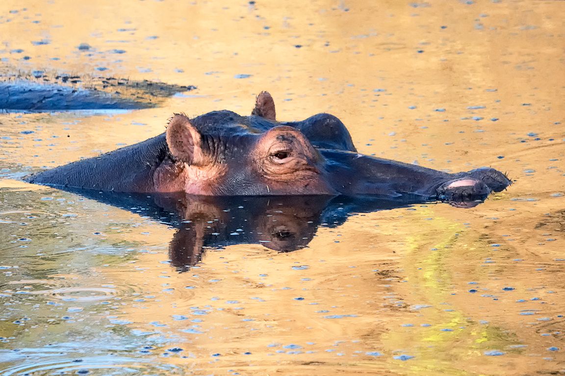 Hipopótamo