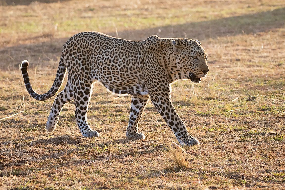 Leopardo