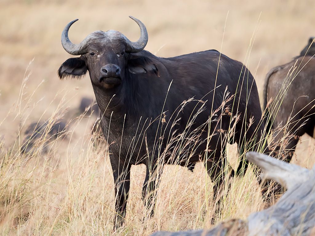 Búfalos