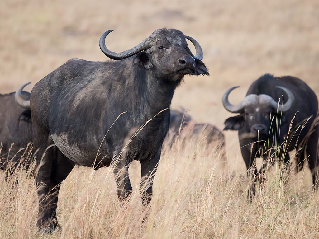 Búfalos