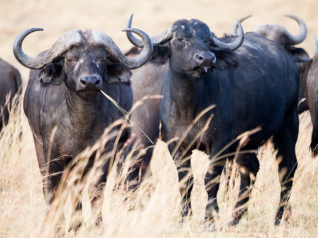 Búfalos