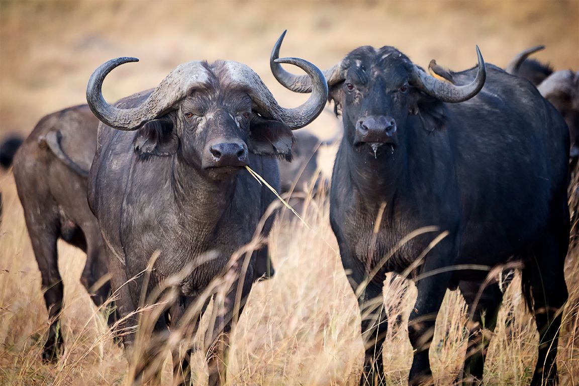 Búfalos