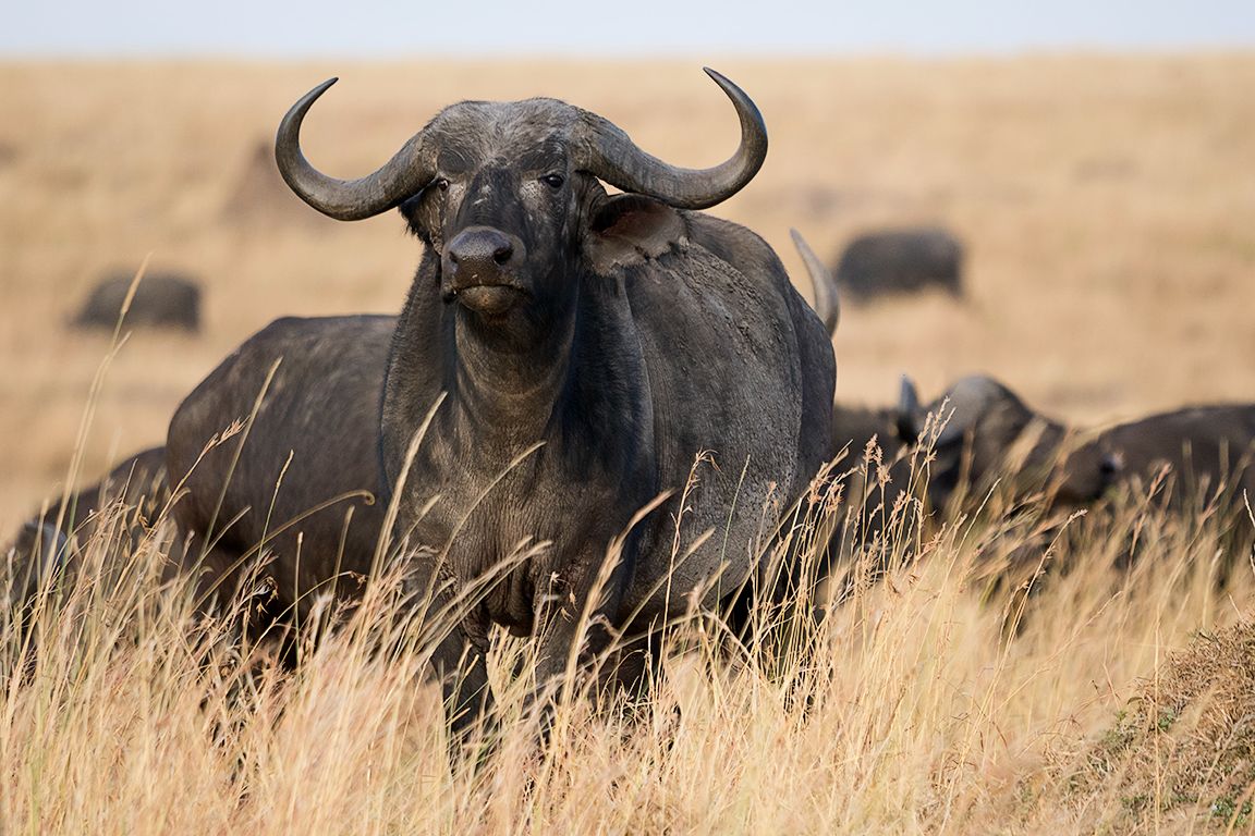 Búfalos