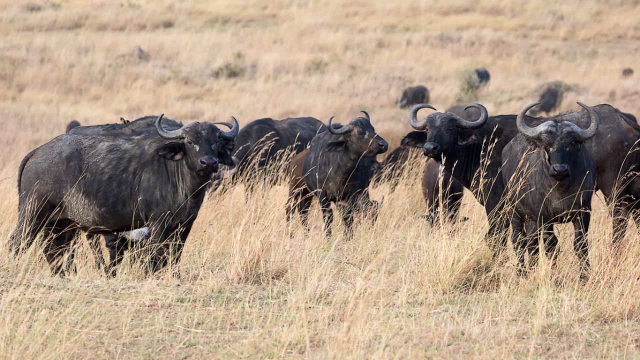 Búfalos
