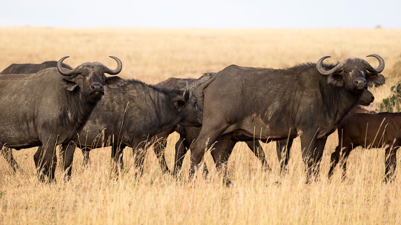 Búfalos