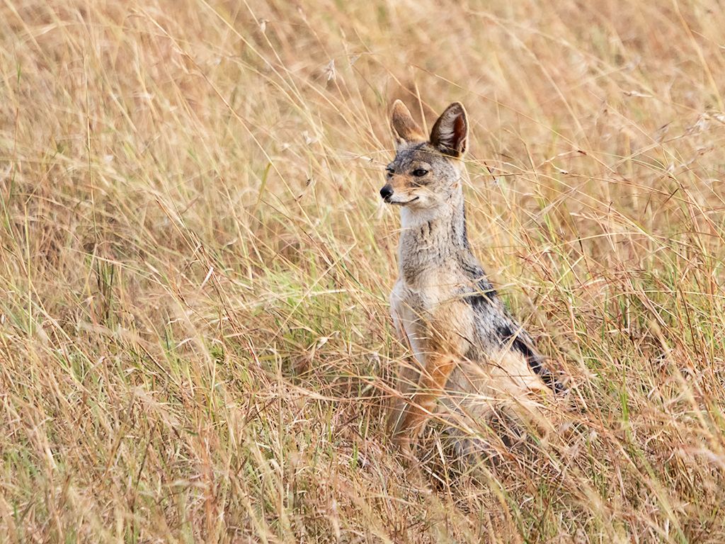 Chacal de lomo negro