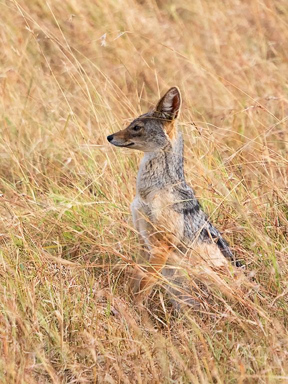 Chacal de lomo negro