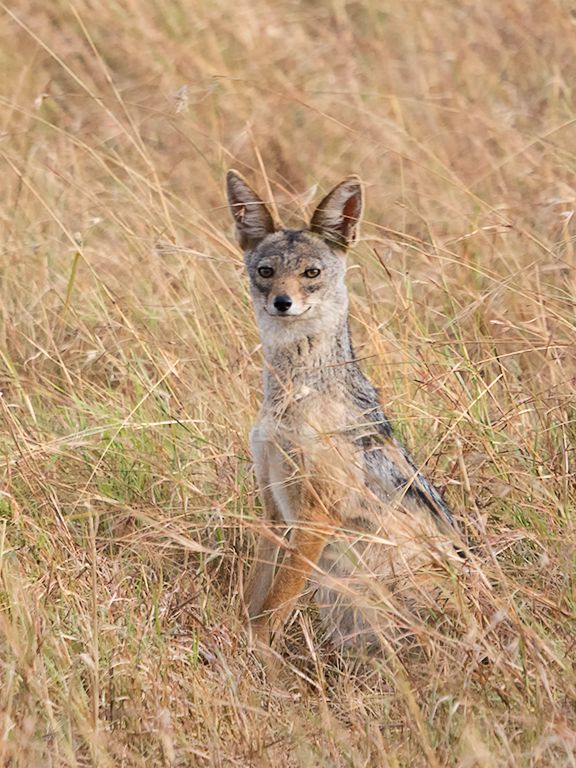 Chacal de lomo negro