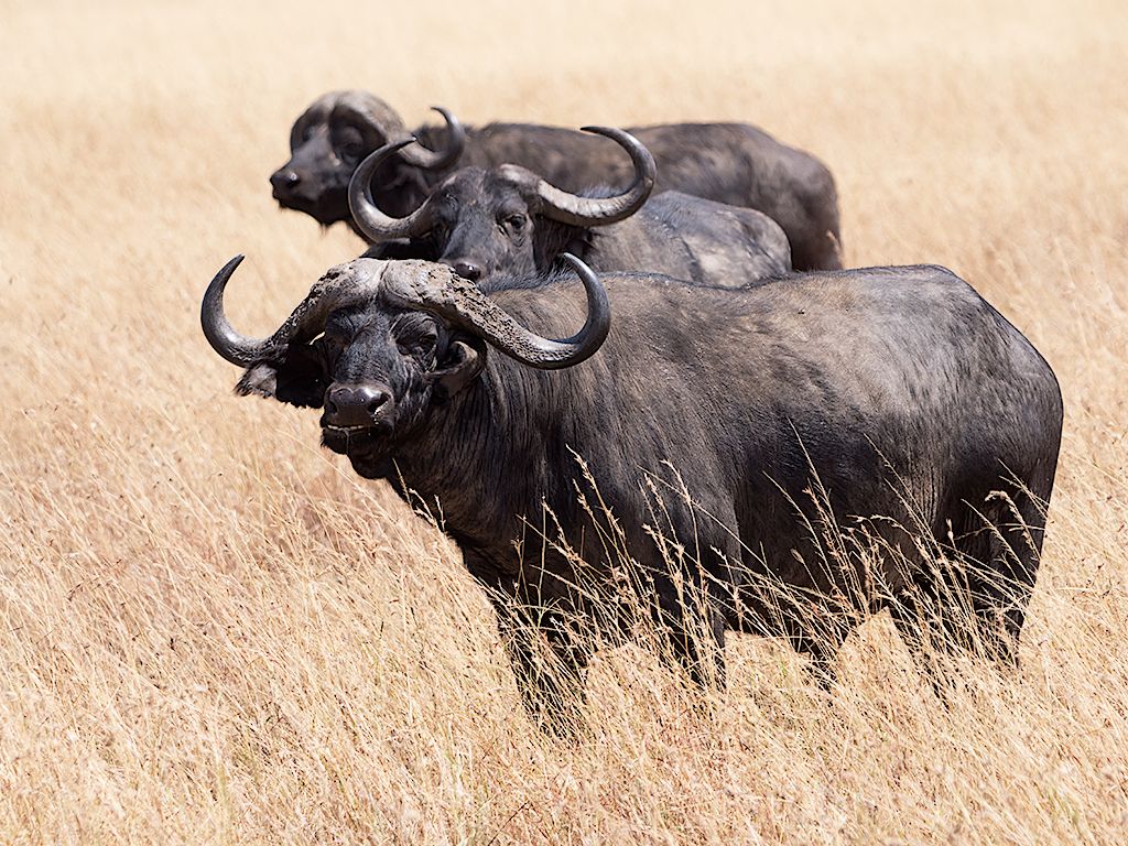 Búfalos