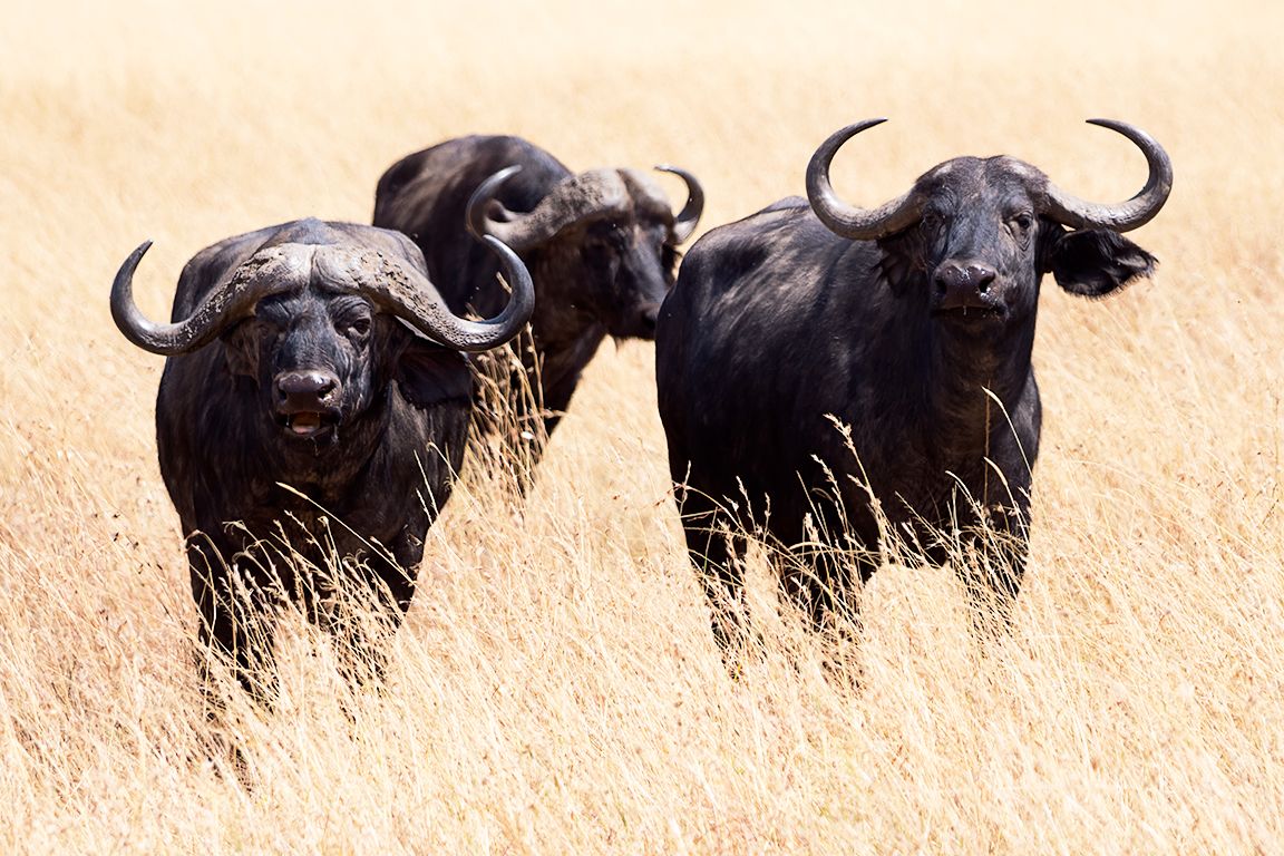 Búfalos