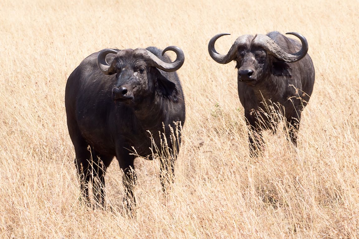 Búfalos