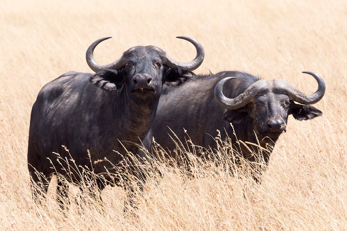 Búfalos