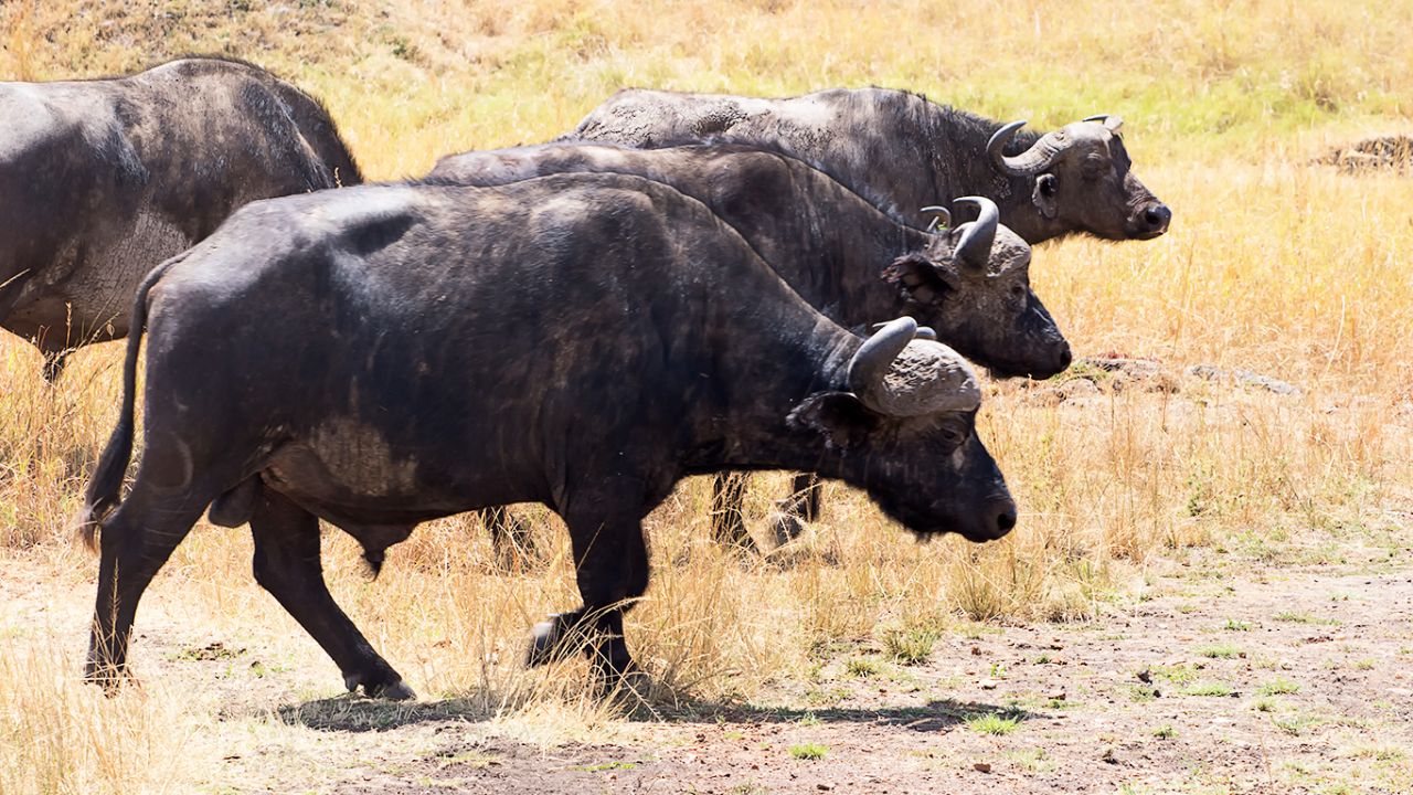 Búfalos