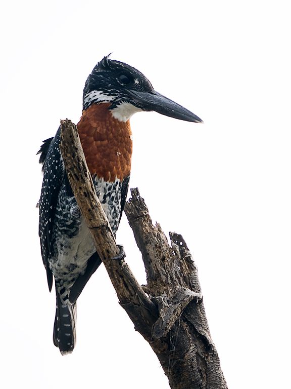 Martín pescador gigante