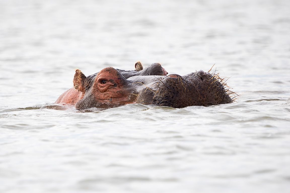 Hipopótamo