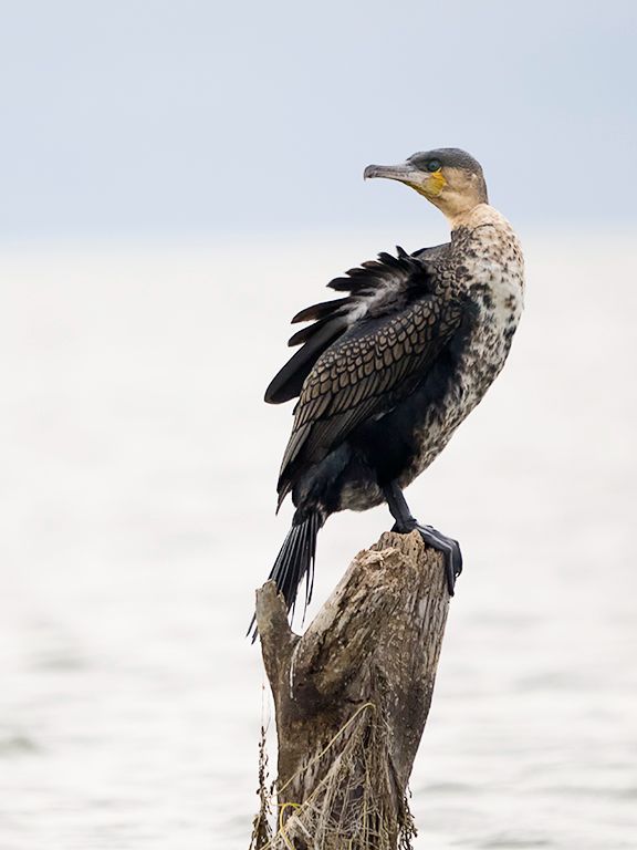 Cormorán