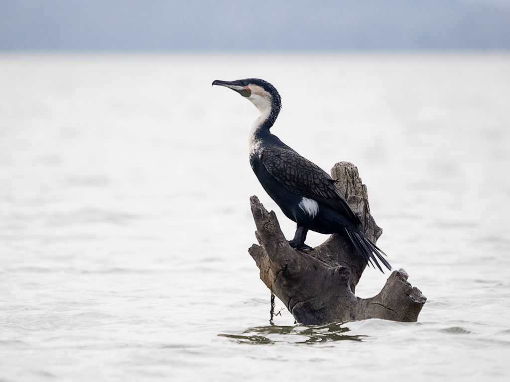 Cormorán