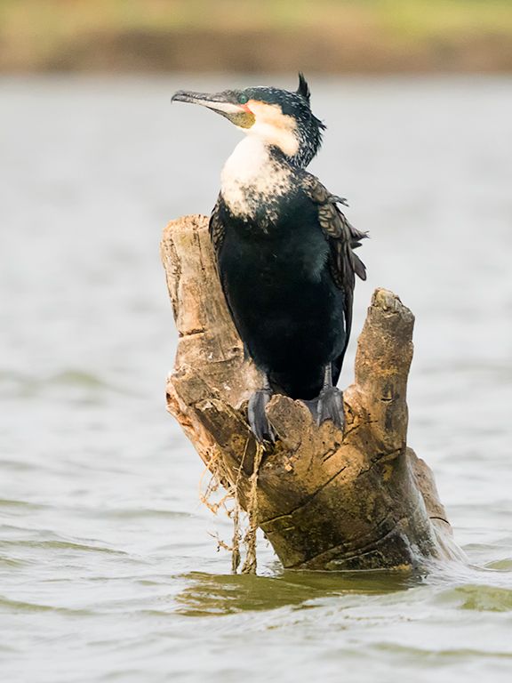 Cormorán