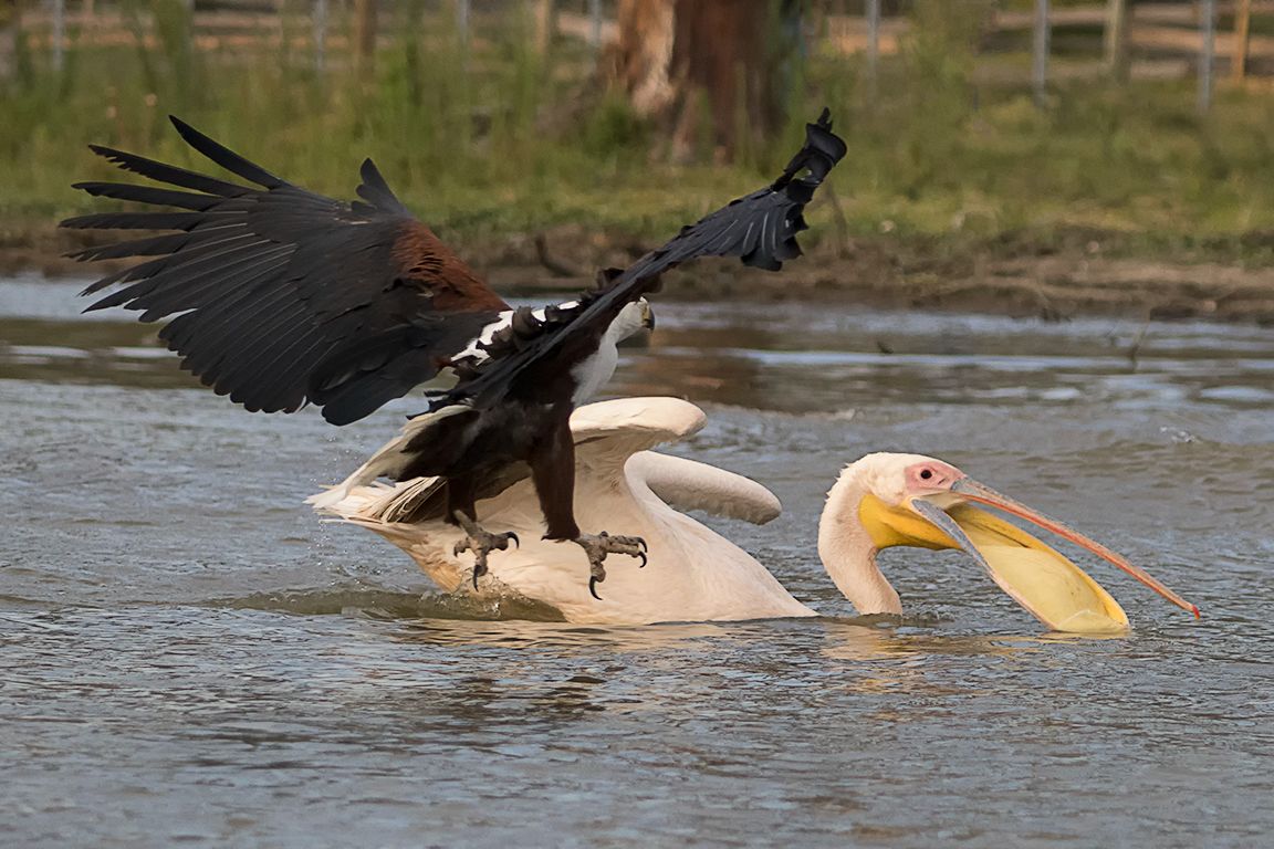 Pigargo vocinglero y pelícano