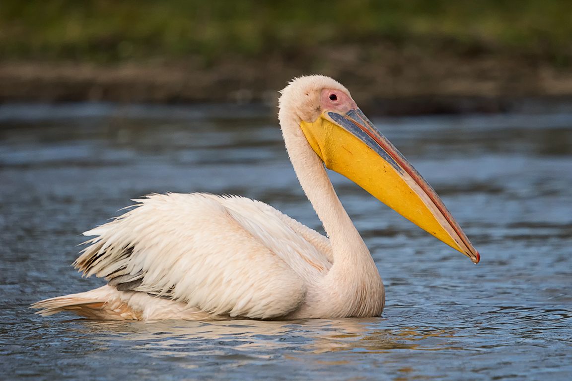 Pelícano