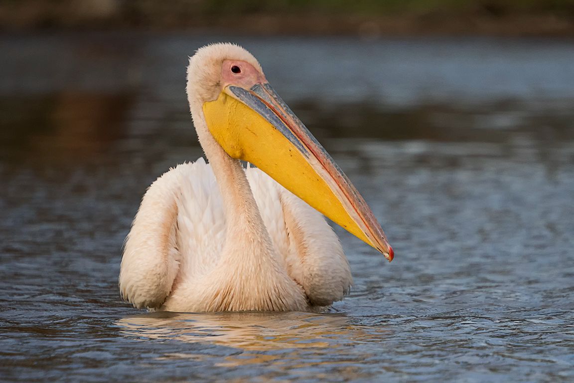 Pelícano