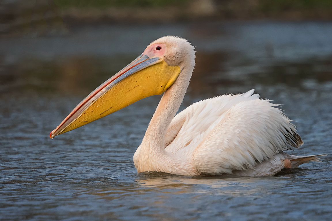Pelícano