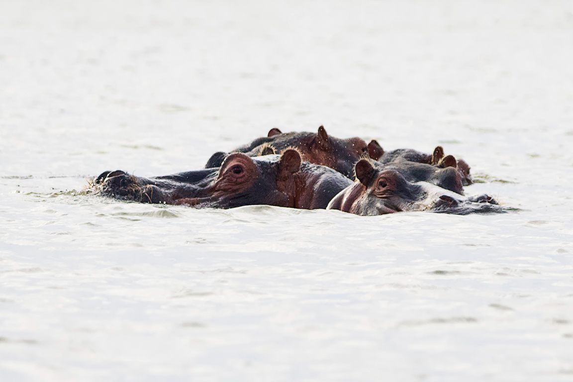 Hipopótamos