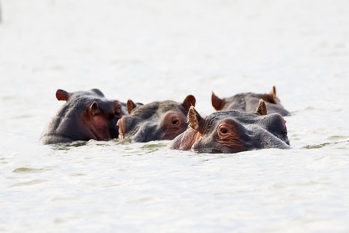 Hipopótamos