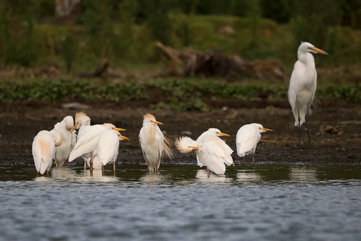 Garcillas bueyeras y garza blanca