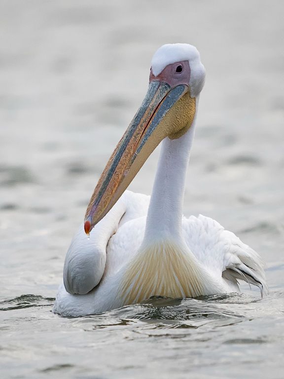 Pelícano