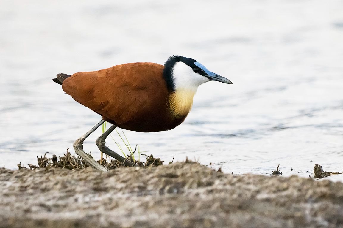 Jacana africana