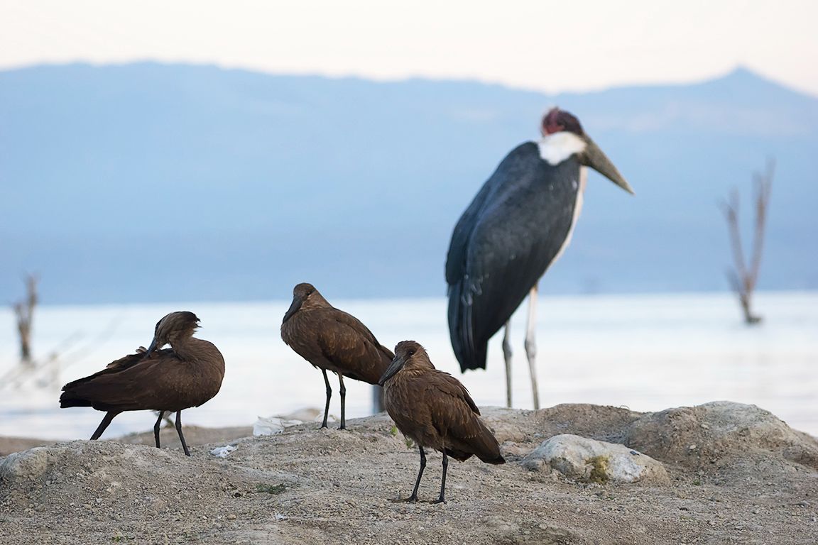 Cabezas de martillo y marabú