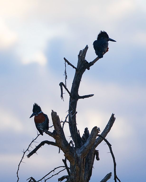 Martín pescador gigante