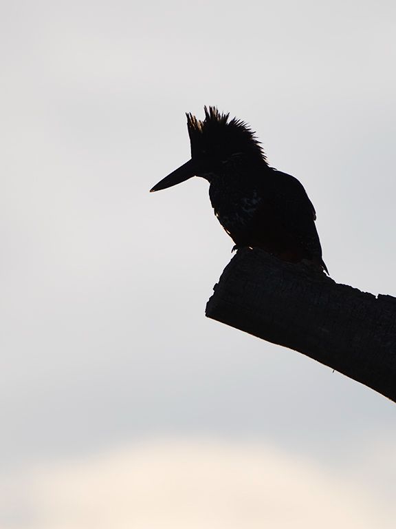 Martín pescador gigante