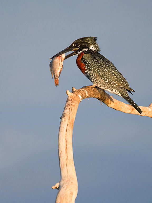 Martín pescador gigante