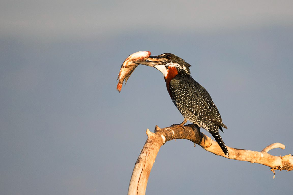 Martín pescador gigante