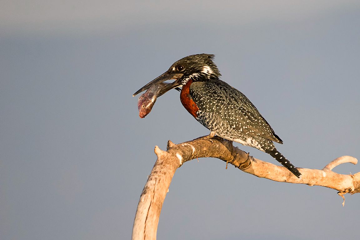 Martín pescador gigante
