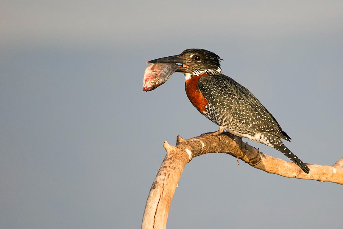 Martín pescador gigante