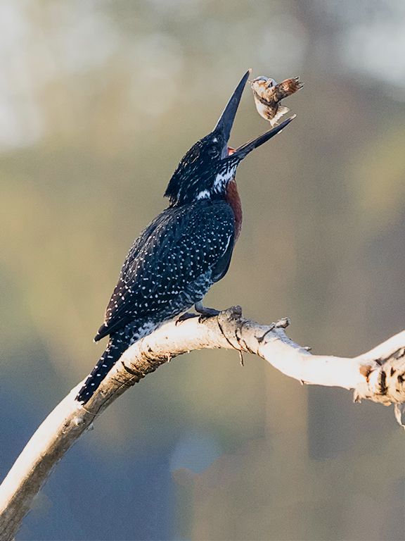 Martín pescador gigante