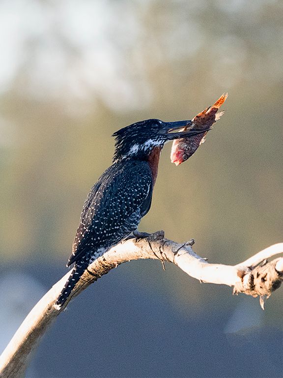 Martín pescador gigante