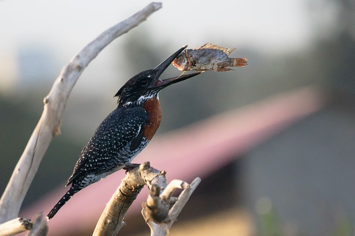 Martín pescador gigante