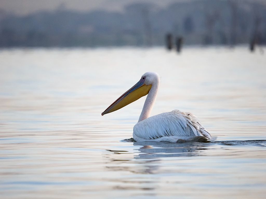Pelícano