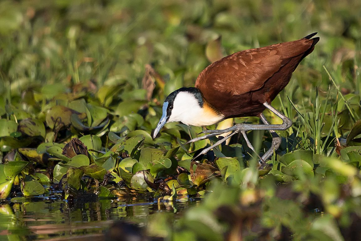 Jacana africana