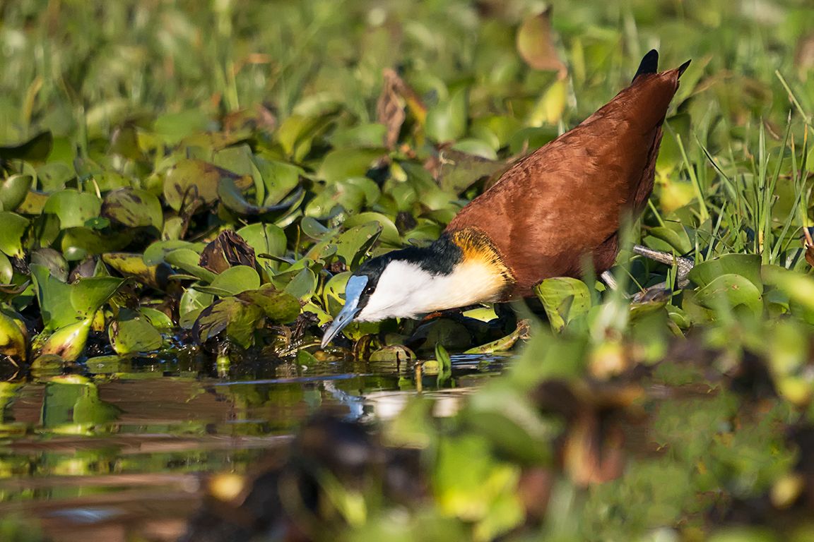Jacana africana