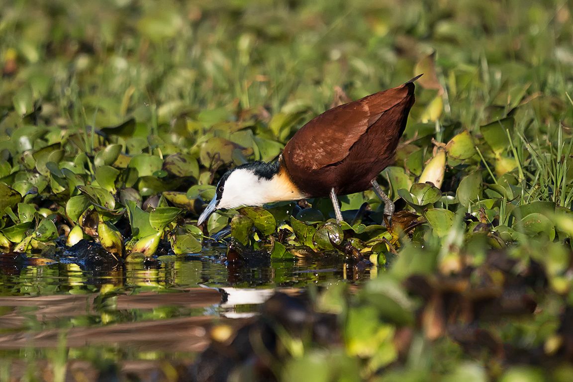 Jacana africana