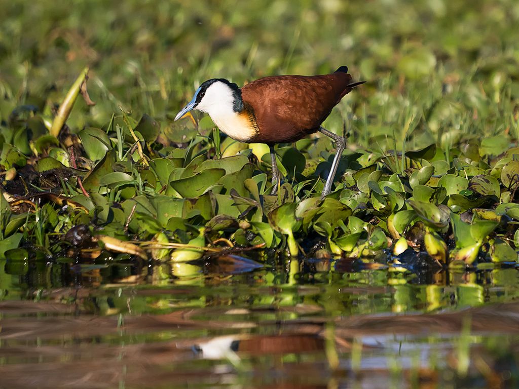 Jacana africana