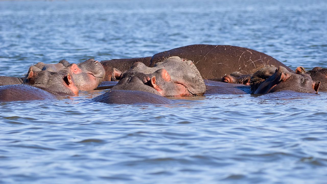 Hipopótamos